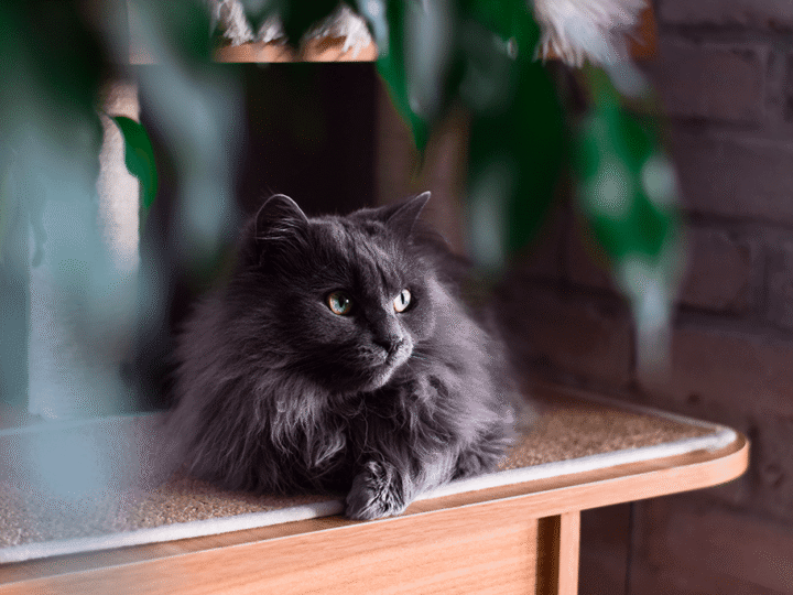 un chat chantilly
