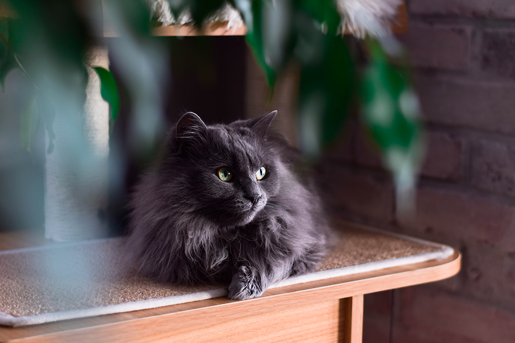 un chat chantilly