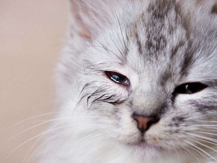chat atteint de chlamydiose