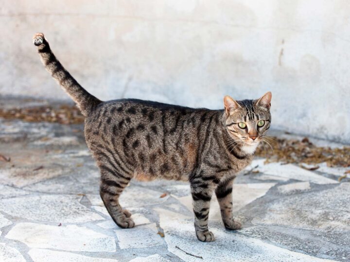 un chat de gouttière