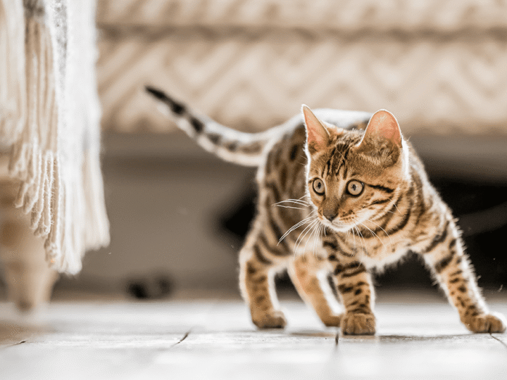 quand un chat devient un adulte