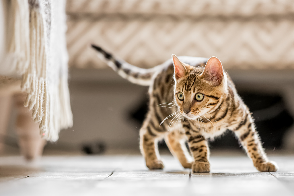 quand un chat devient un adulte