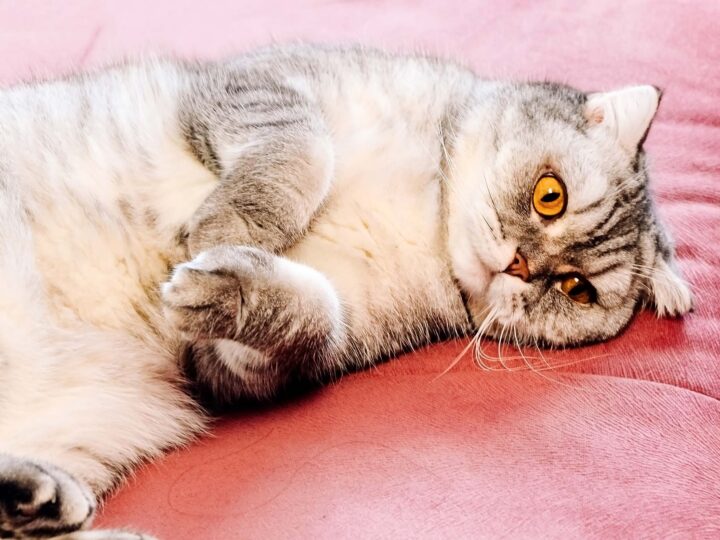 diabète chat