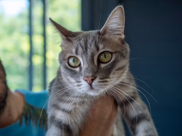 un chat qui disparaît pendant des heures