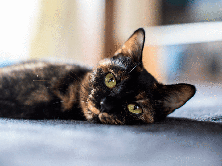 un chat écaille de tortue