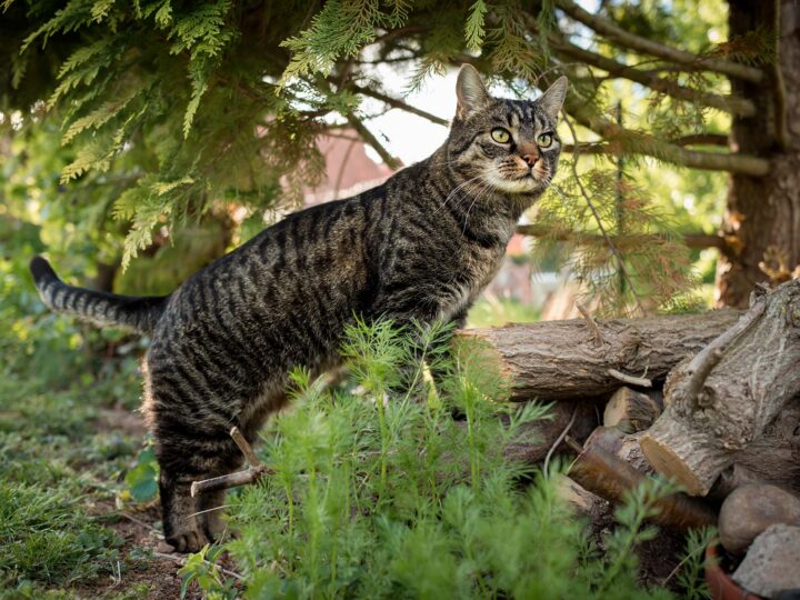 un chat européen