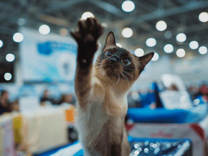 un chat qui participe à une exposition féline