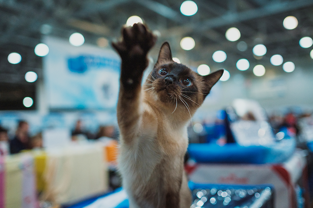 un chat qui participe à une exposition féline