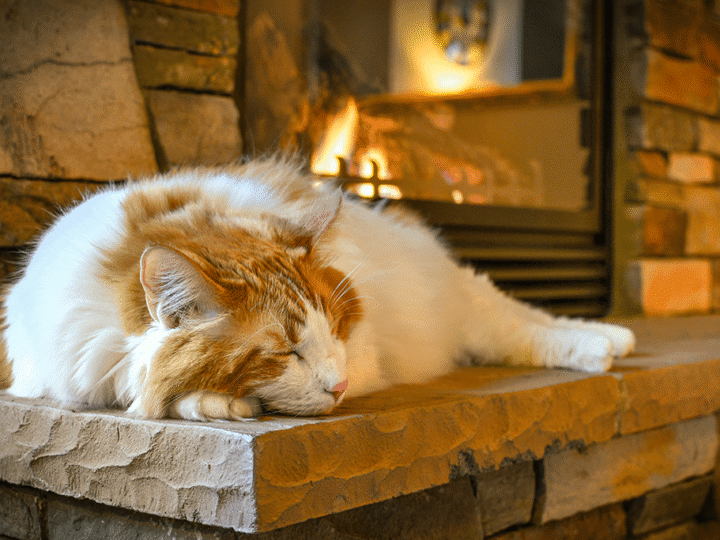les dangers du feu de cheminée chez le chat