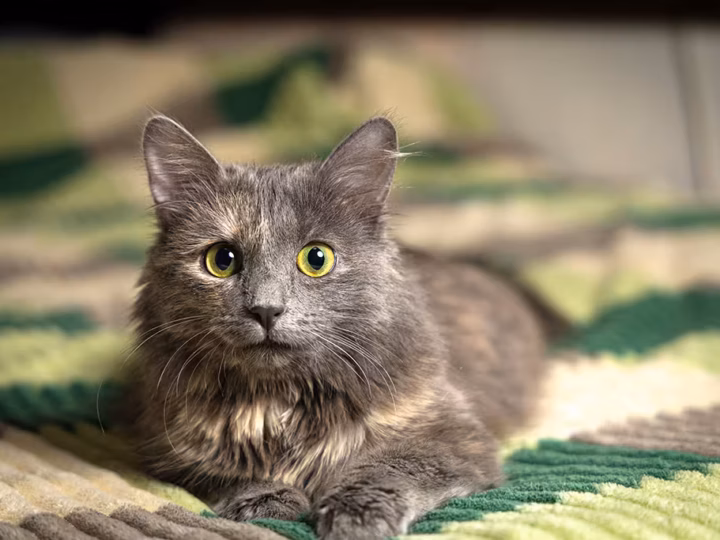un chat qui fixe et qui cligne lentement les yeux