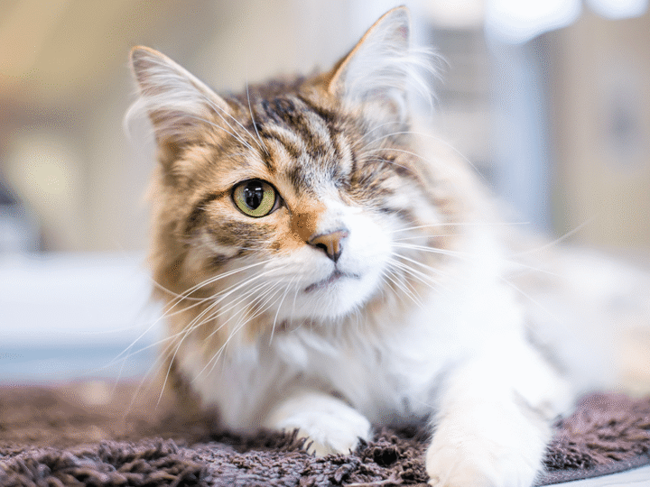 prendre soin d'un chat handicapé