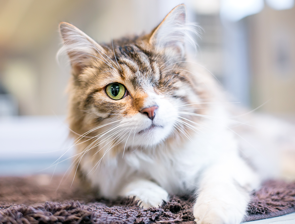 prendre soin d'un chat handicapé