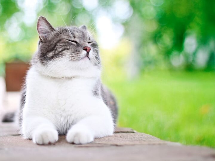 savoir si son chat est heureux