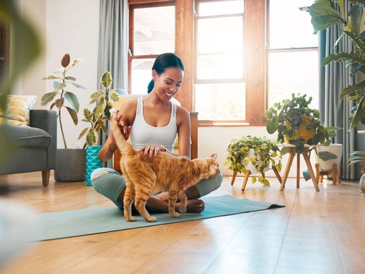 rendre son chat d'appartement heureux