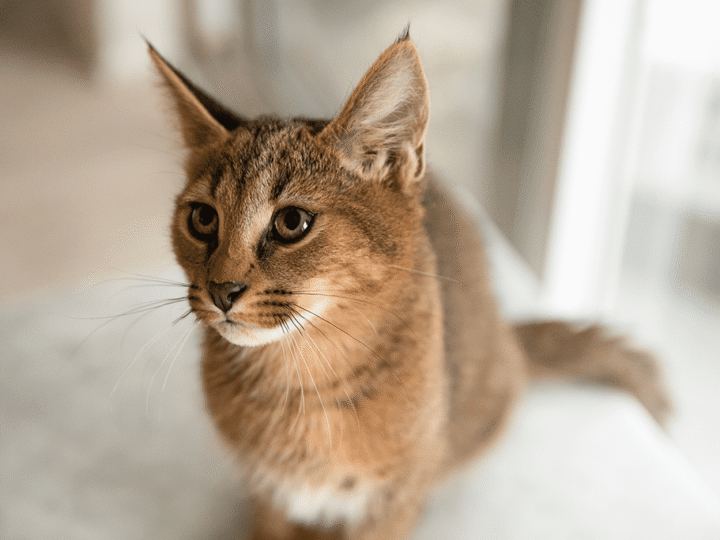 un chat hybride le caracat