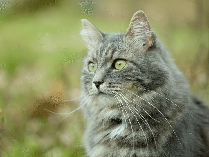 les races de chats hypoallergéniques