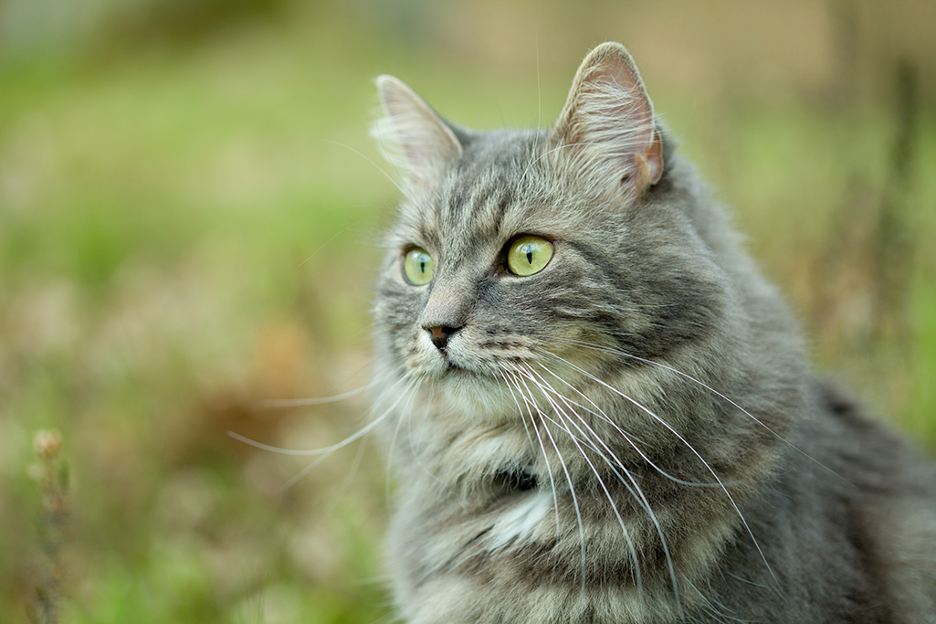 les races de chats hypoallergéniques