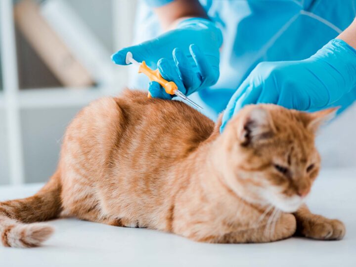 pucer un chat