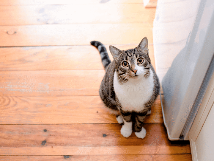 chat qui est infernal la nuit
