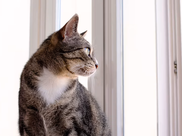 chat d'intérieur ou chat d'extérieur, lequel est le plus heureux