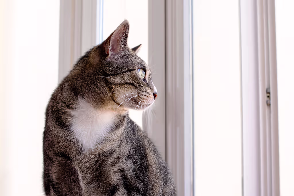 chat d'intérieur ou chat d'extérieur, lequel est le plus heureux