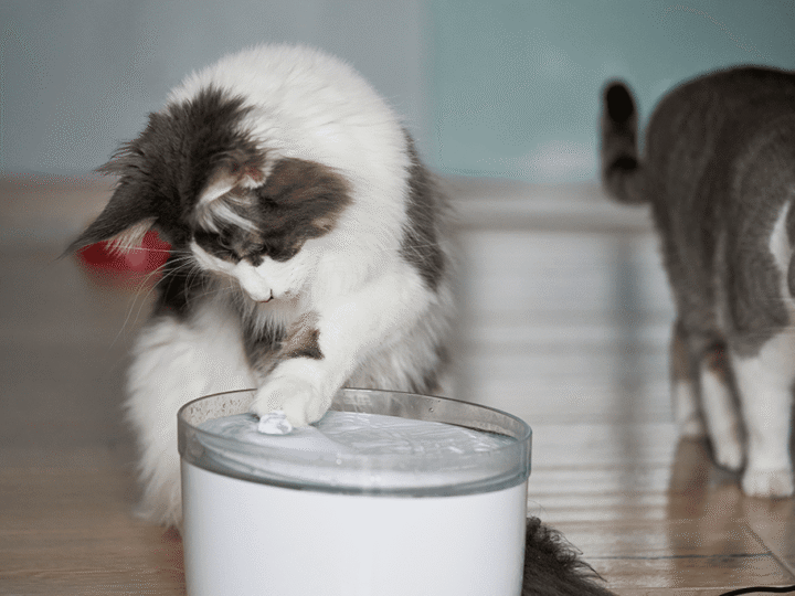 mon chat joue avec sa gamelle d'eau