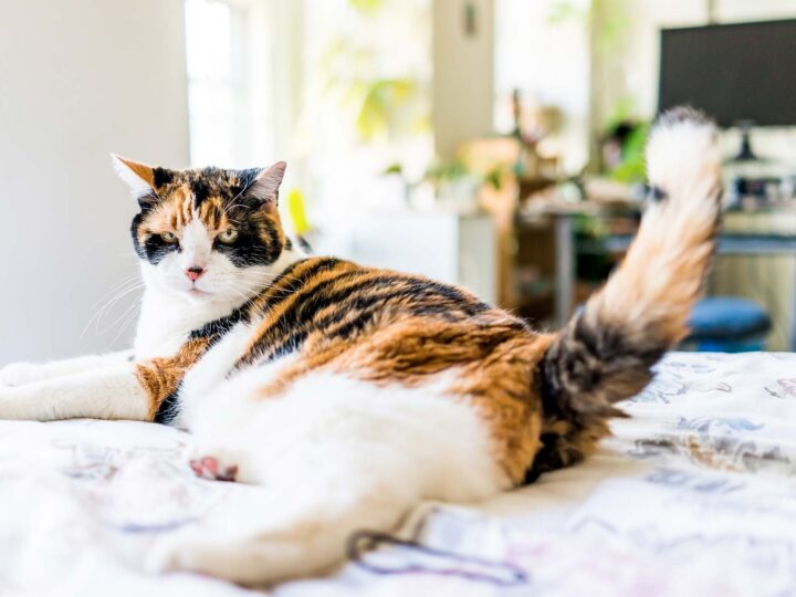 Mon chat joue avec sa queue