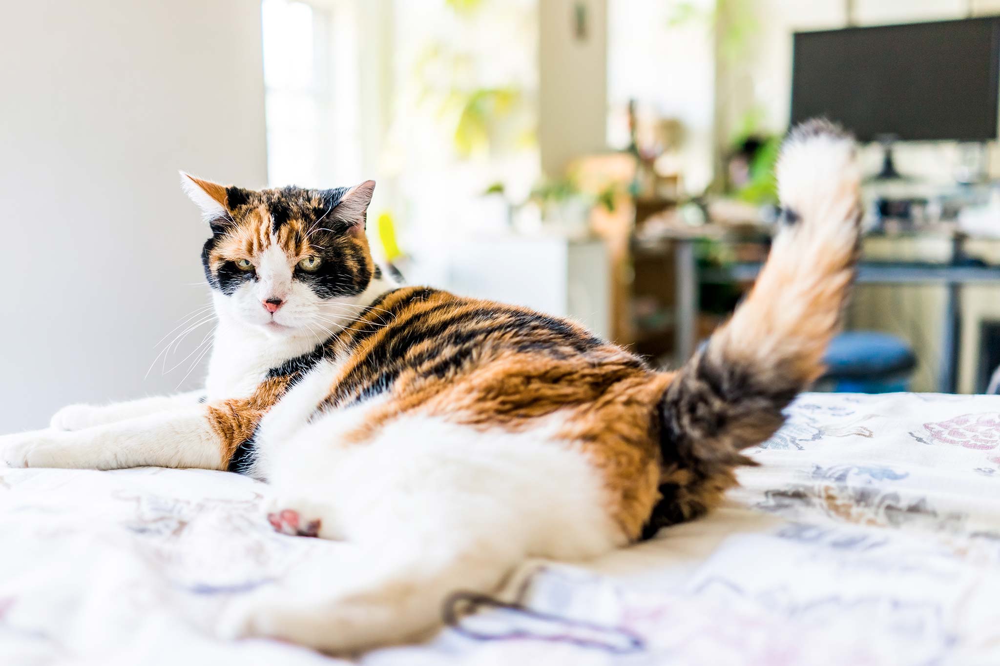 Mon chat joue avec sa queue