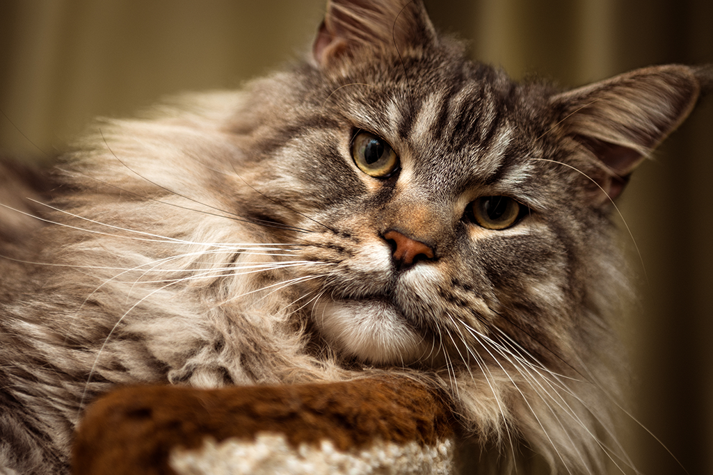 un chat maine coon