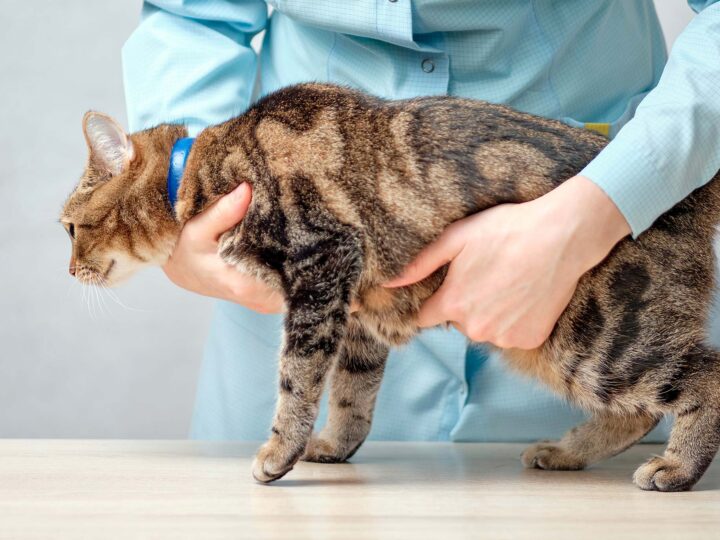 un chat qui a mal au ventre