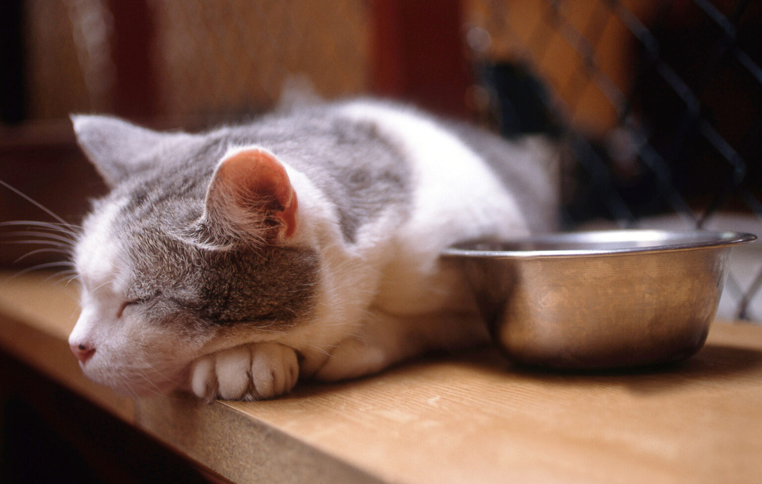 Mon chat ne mange plus pourquoi et que faire ? Assur O