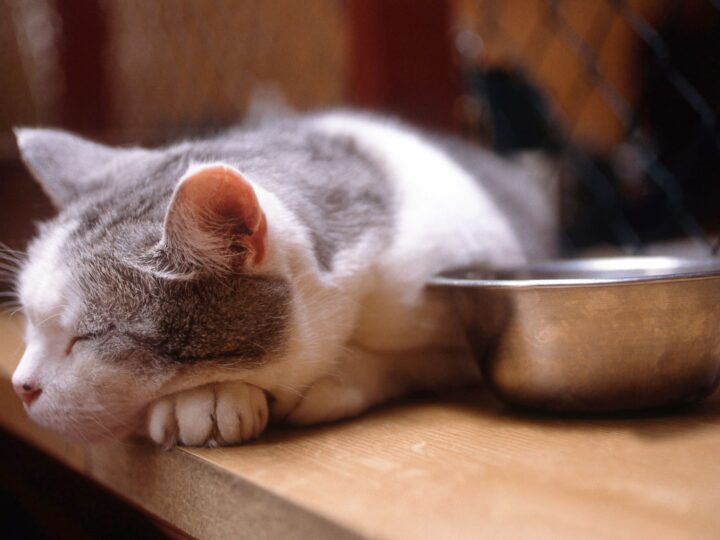 mon chat ne mange plus