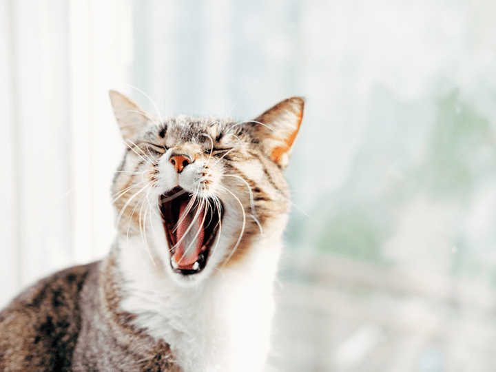 mon chat a une mauvaise haleine