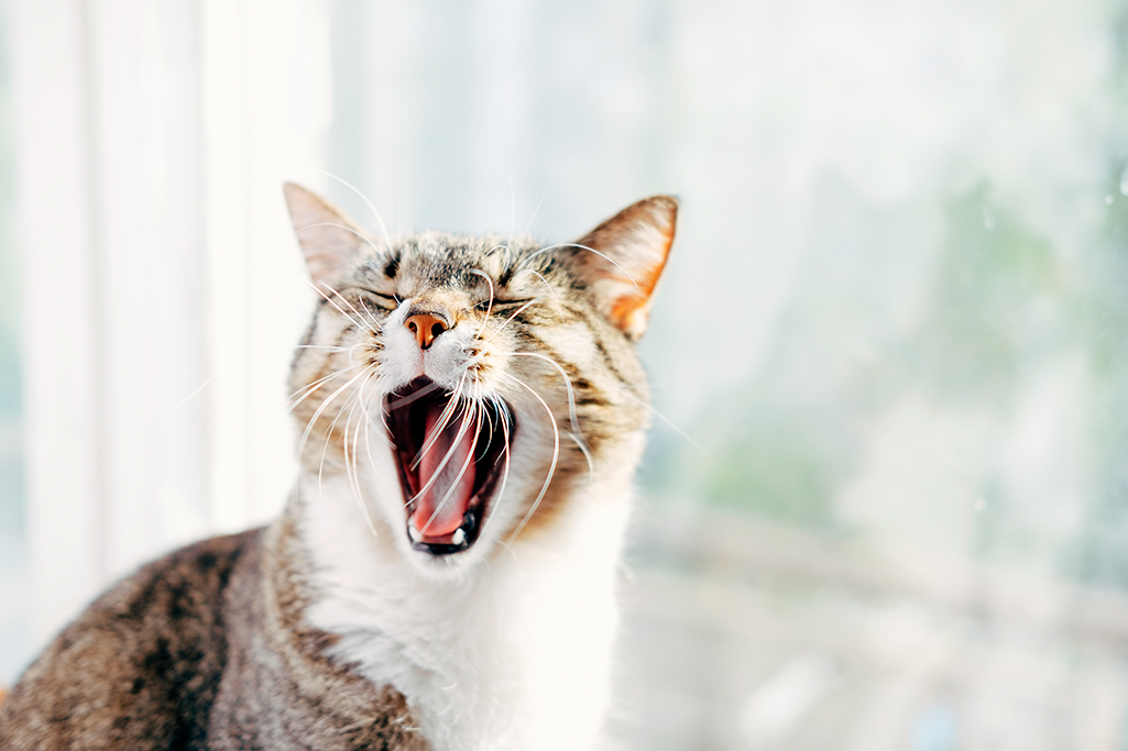 mon chat a une mauvaise haleine