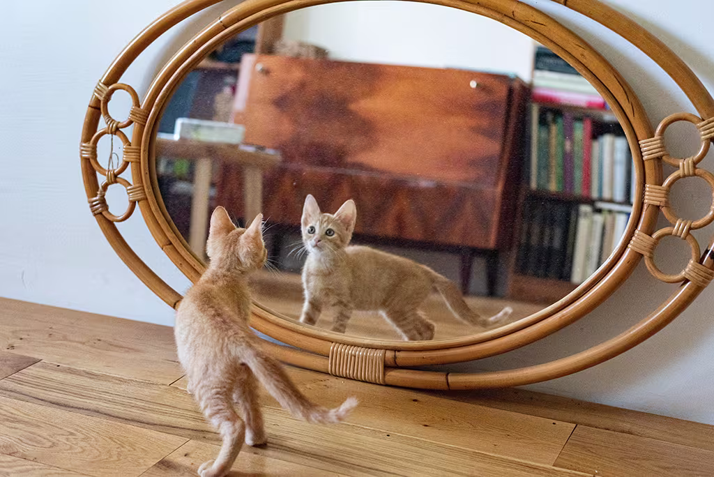 un chat qui regarde son reflet dans le miroir