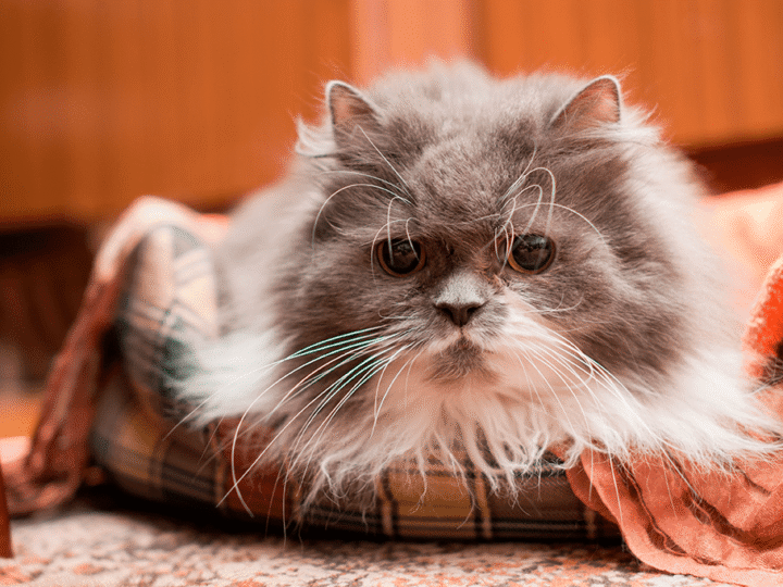 un chat mourant