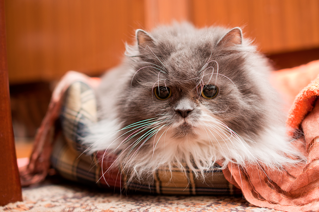 un chat mourant