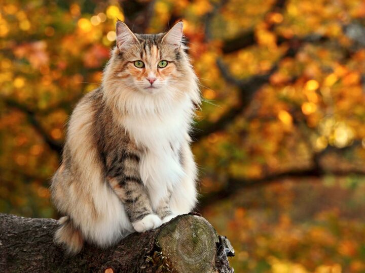 un chat des forêts norvégiennes