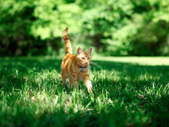mon chat n'est pas rentré depuis 24 h