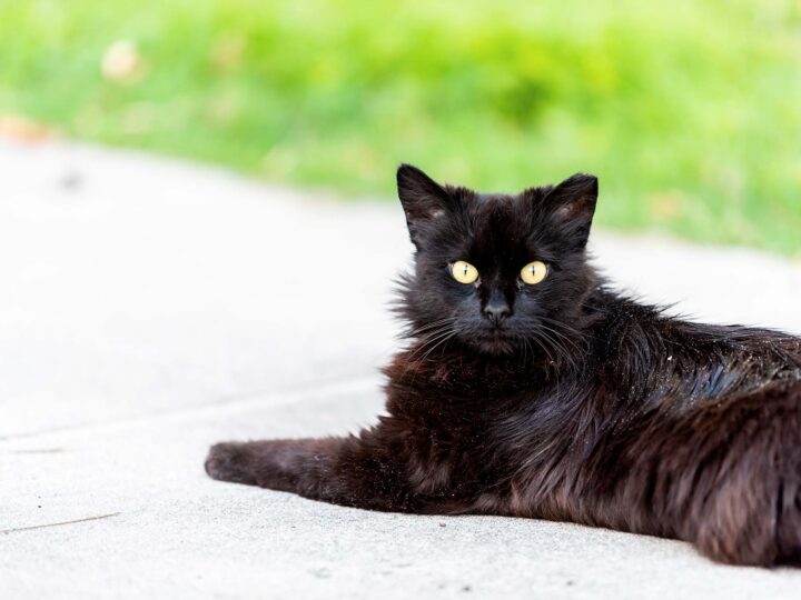 mon chat a des pellicules dans son pelage
