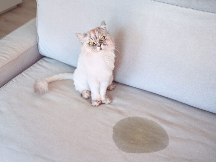 un chat qui fait pipi partout