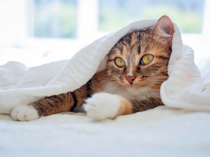mon chat a froid