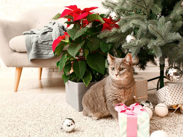 plantes toxiques de Noel animal