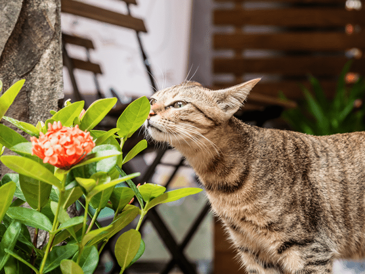 le chat et les plantes d'intérieur