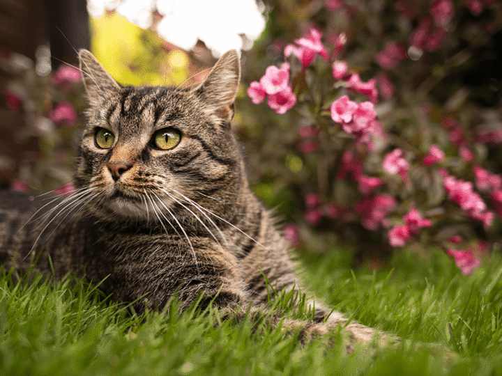 les chats préférés des français en 2025