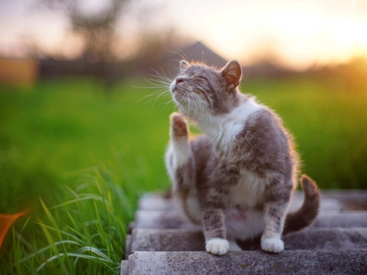 chat qui a des puces