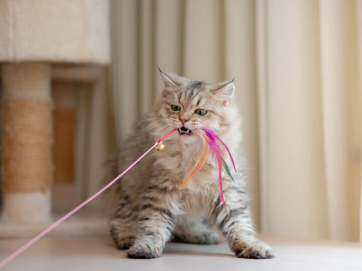 un chat qui a un quart d'heure de folie