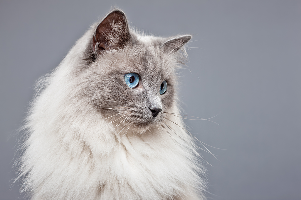 un chat ragdoll