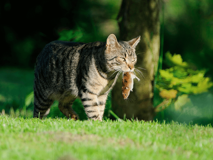 mon chat ramène des proies