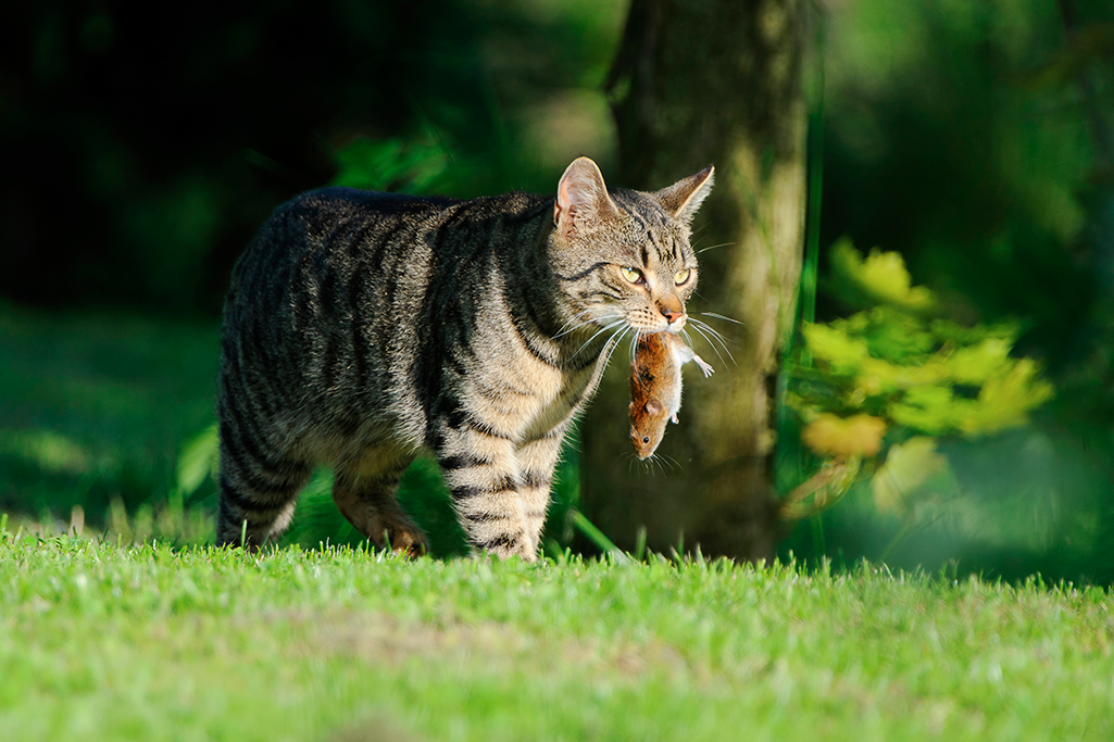 mon chat ramène des proies